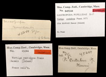 Media type: image;   Malacology 45244 Aspect: labels